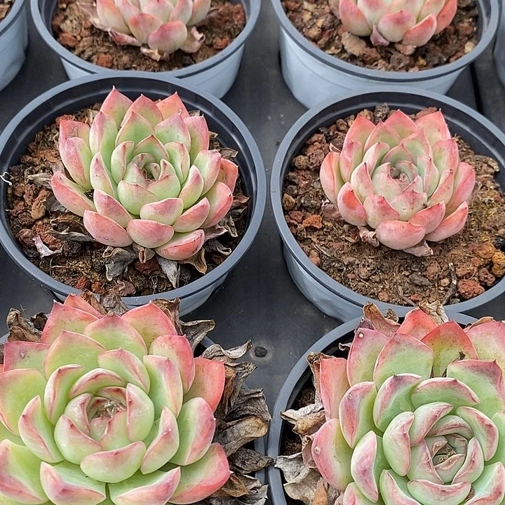 团。单头荷花。福利多多