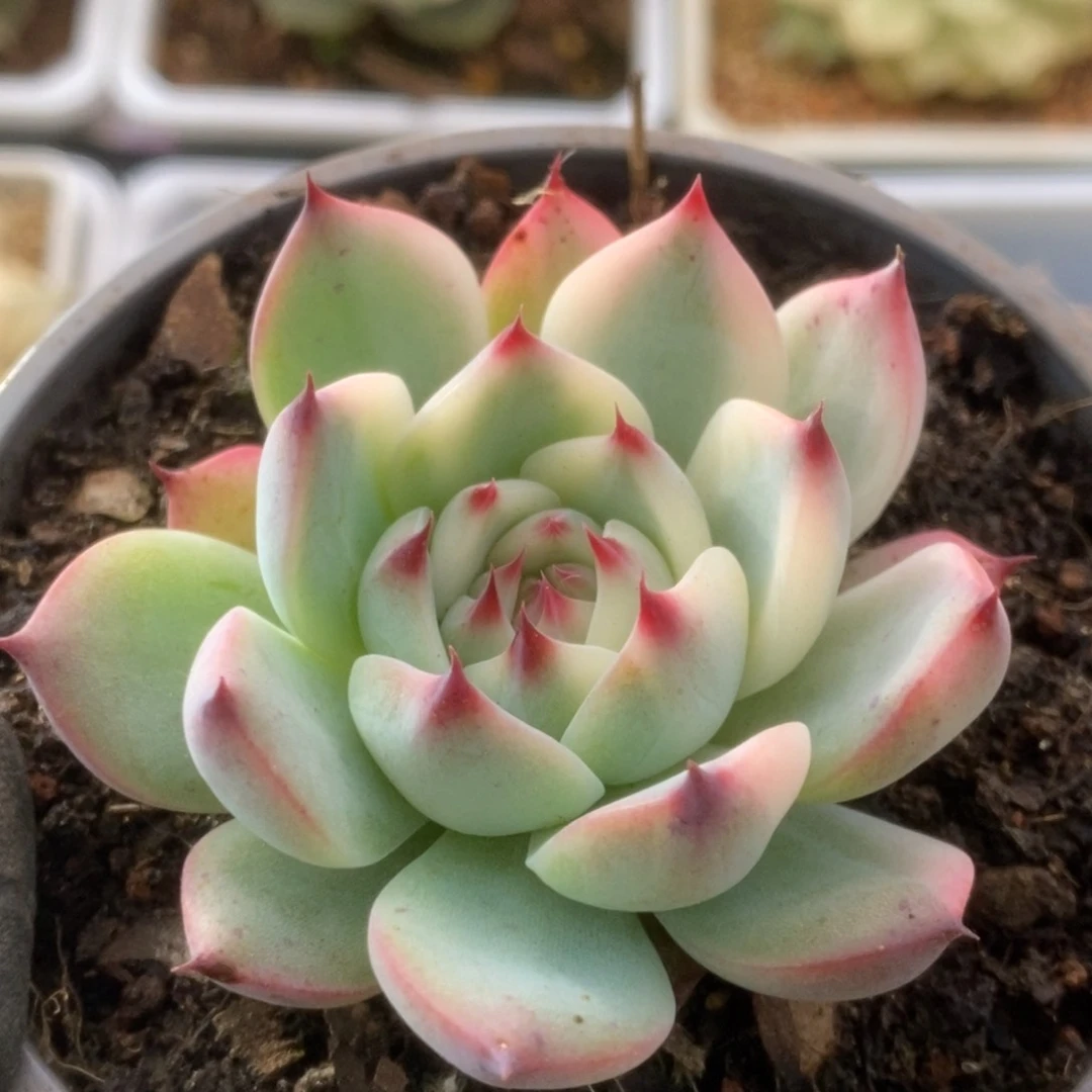 082锦锦锦锦锦锦锦锦
