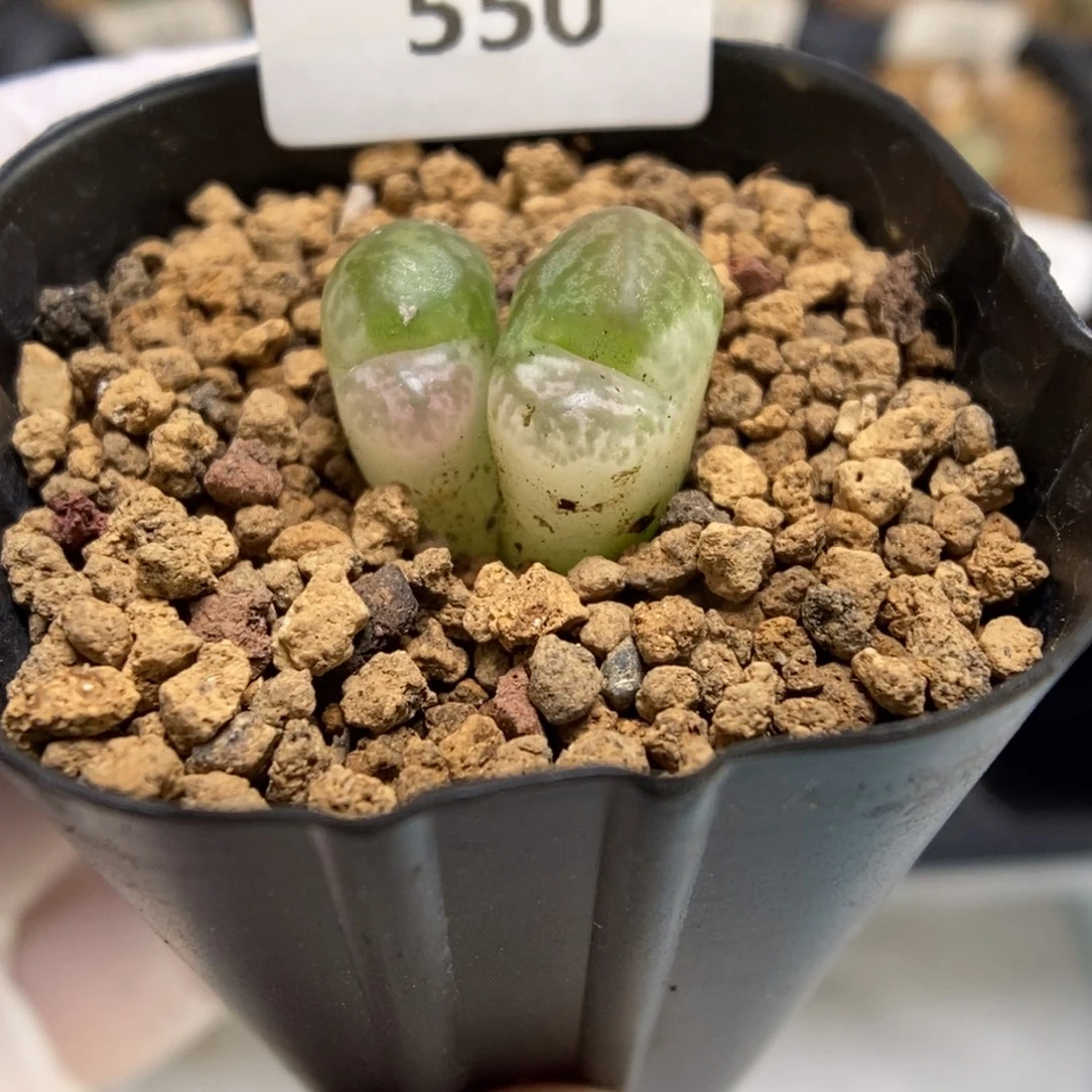 多肉植物肉锥杂交K-550