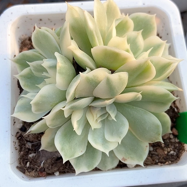 多肉植物昂斯诺锦876