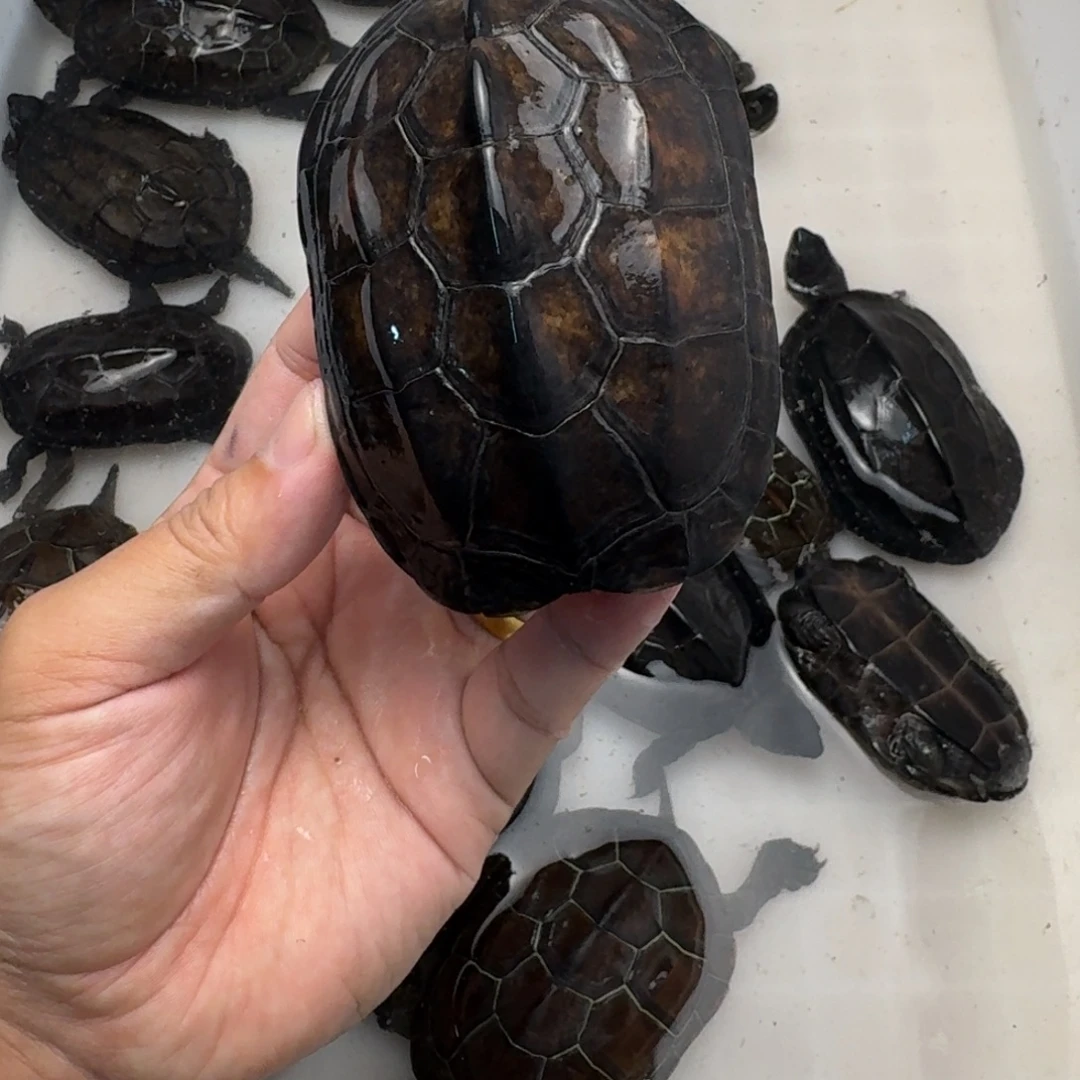 绿毛龟公苏北墨龟