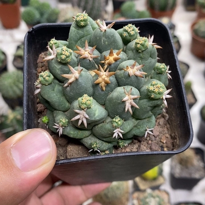 一***糖短豪刺象牙带崽特价