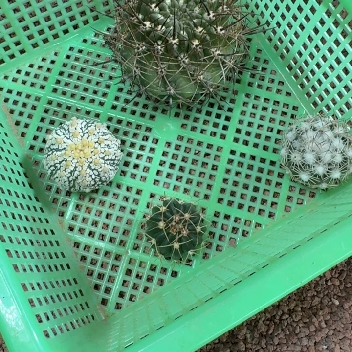 框拍福利4，不退不换，微瑕疵