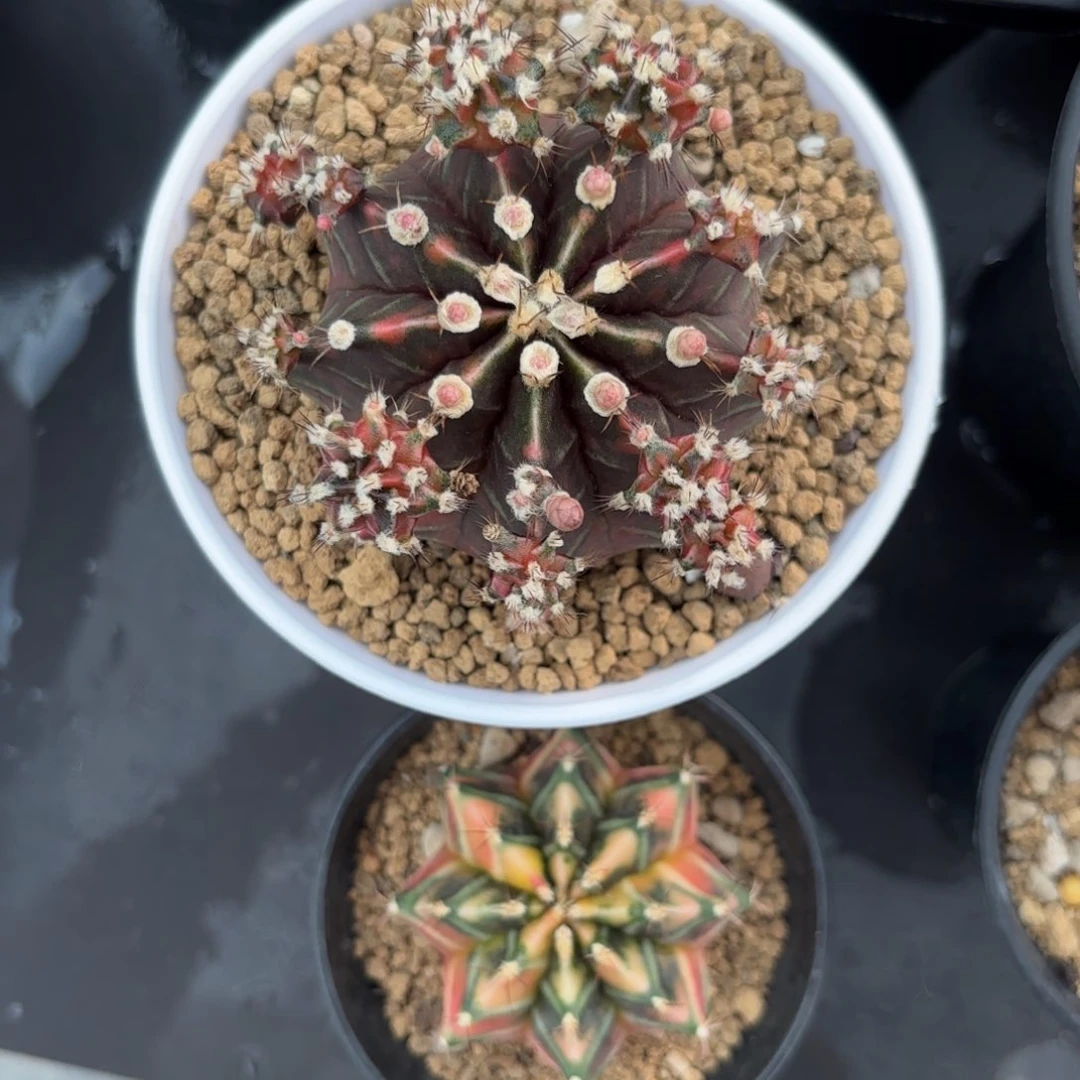 泰系米哈仙人球组合15