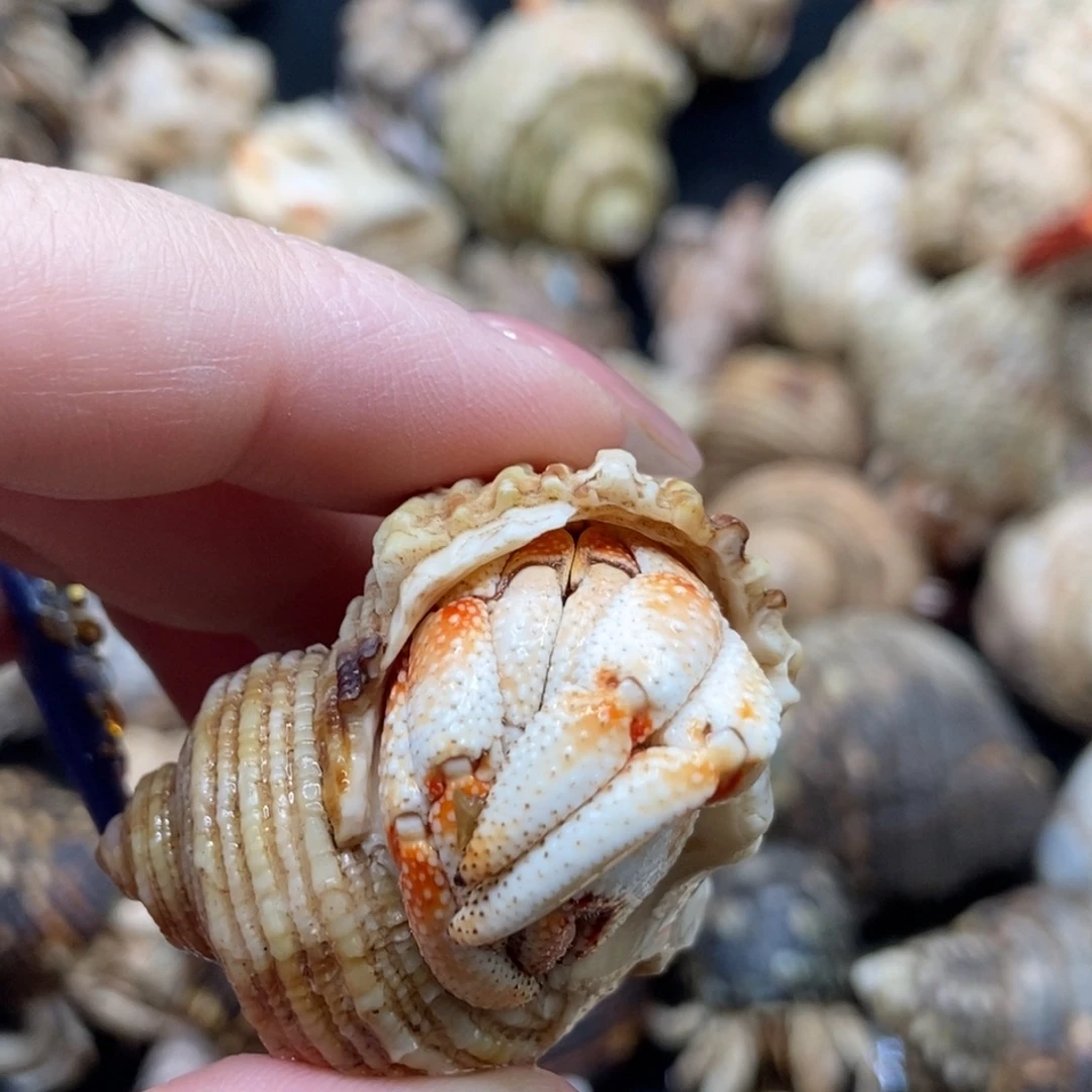 艺嫚居萌宠拍拍10号