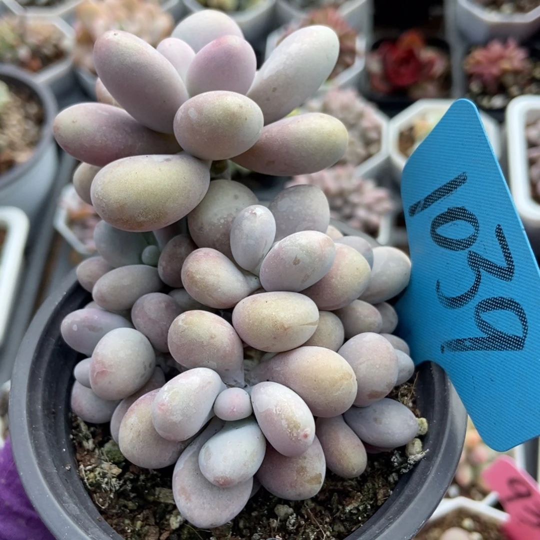 1039桃蛋多肉植物多肉