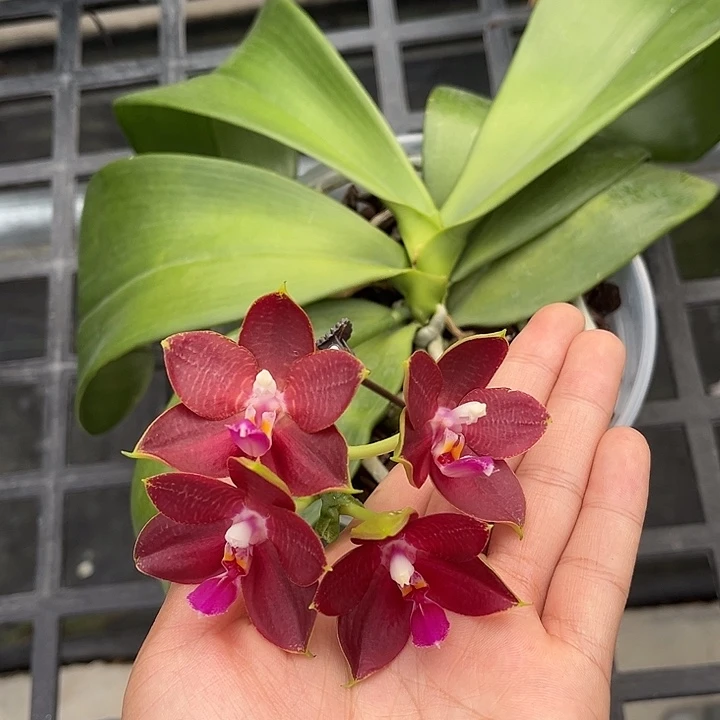 完全开放4.5寸杯BKH2119