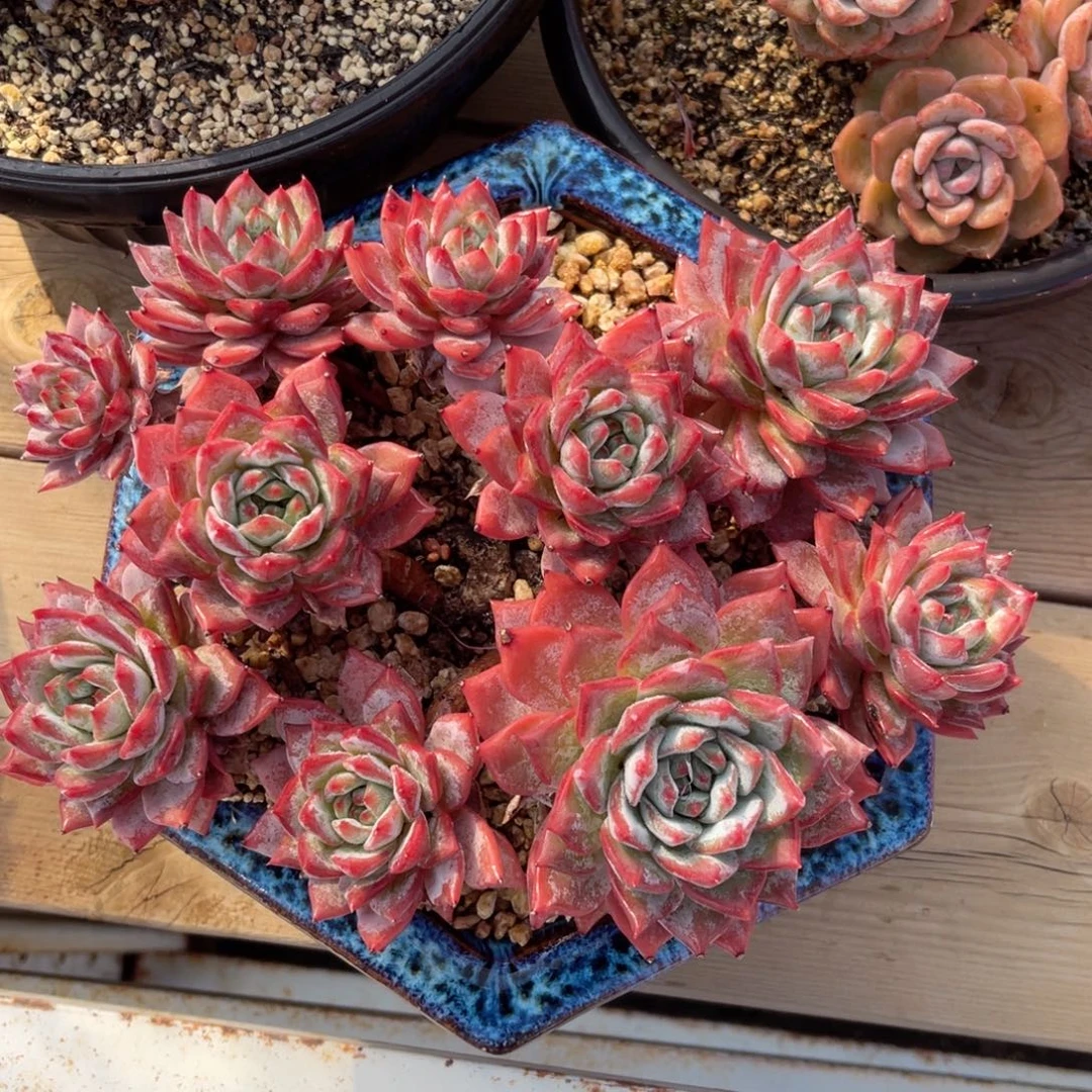 粉蓝鸟老桩一物一拍