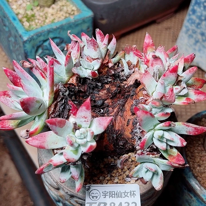 8432白衣圣途仙女杯多肉