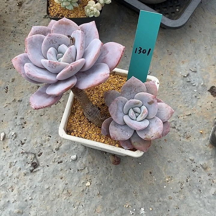 镇****店1301多肉植物老桩