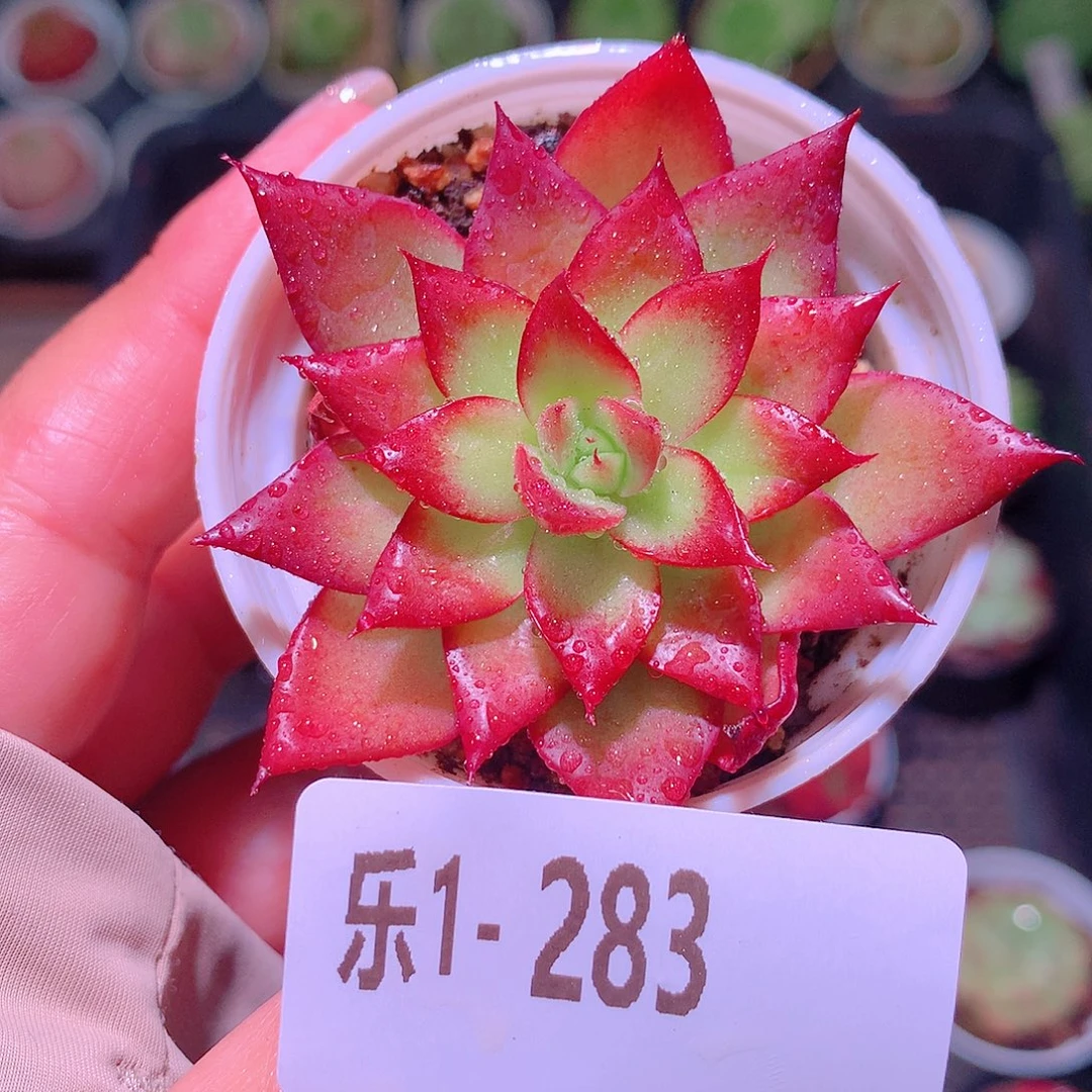 乐然1-283 小海螺