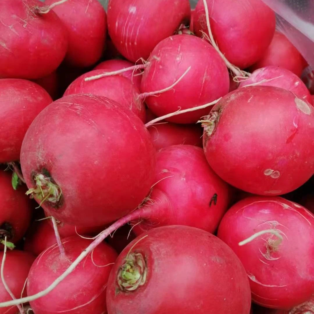 新鲜红萝卜湖北应季蔬菜农家现拔甜脆红皮萝卜泡菜圆萝卜3-5斤