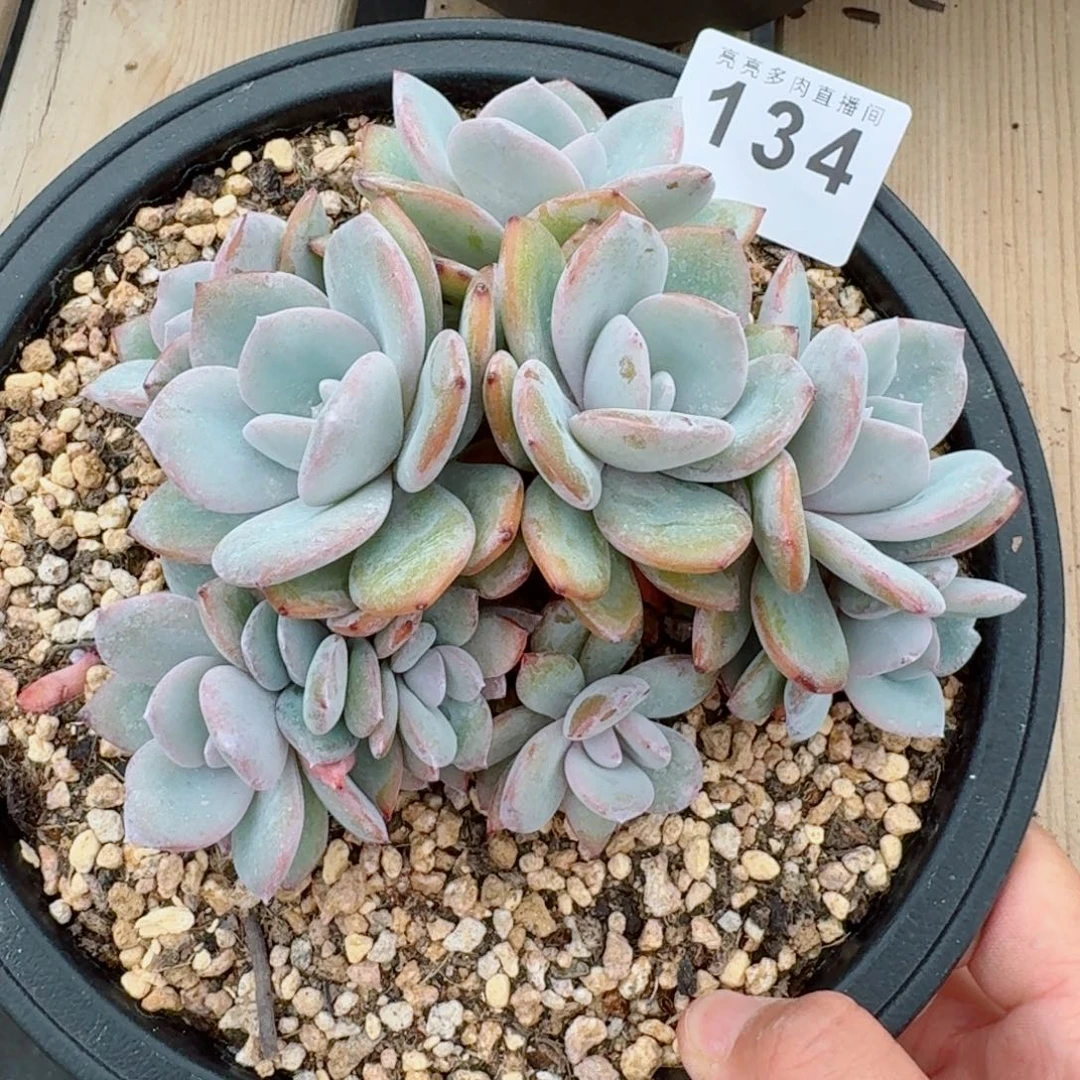 @***y奶茶            有砍  精美多肉植物