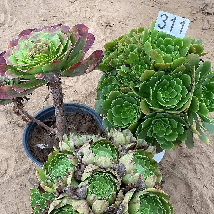 无花朵311三颗多肉植物组合