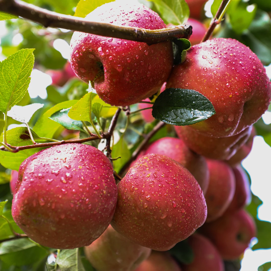 当季新鲜脆甜薄皮丑苹果产地直发