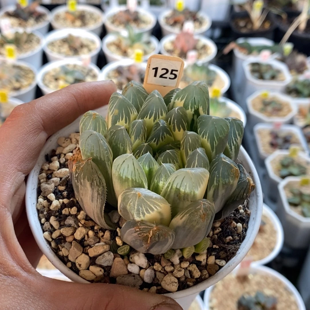 125号实生糊斑玉露锦