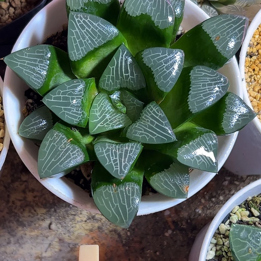 大黑天母本十一公分