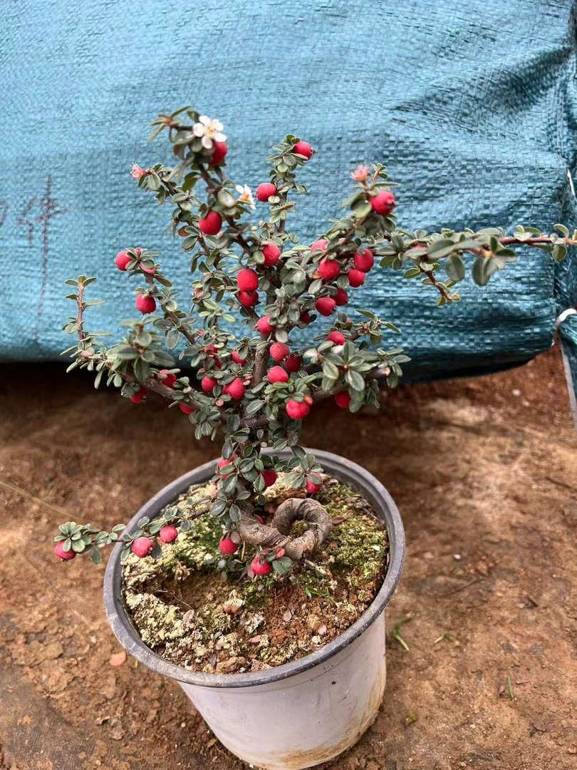 双排红花西施大果