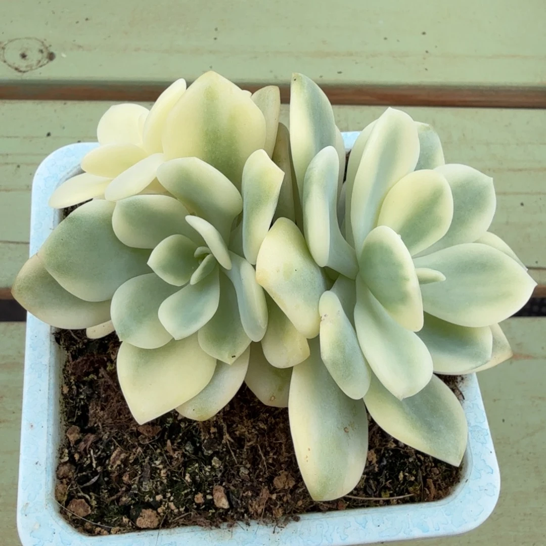 白月光锦群锦上园艺一物一拍