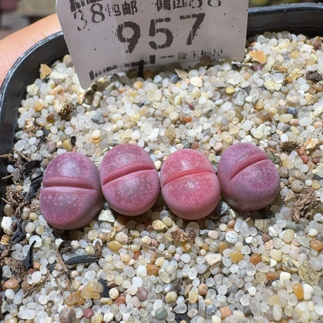 Sss清仓出了清清清957服盆