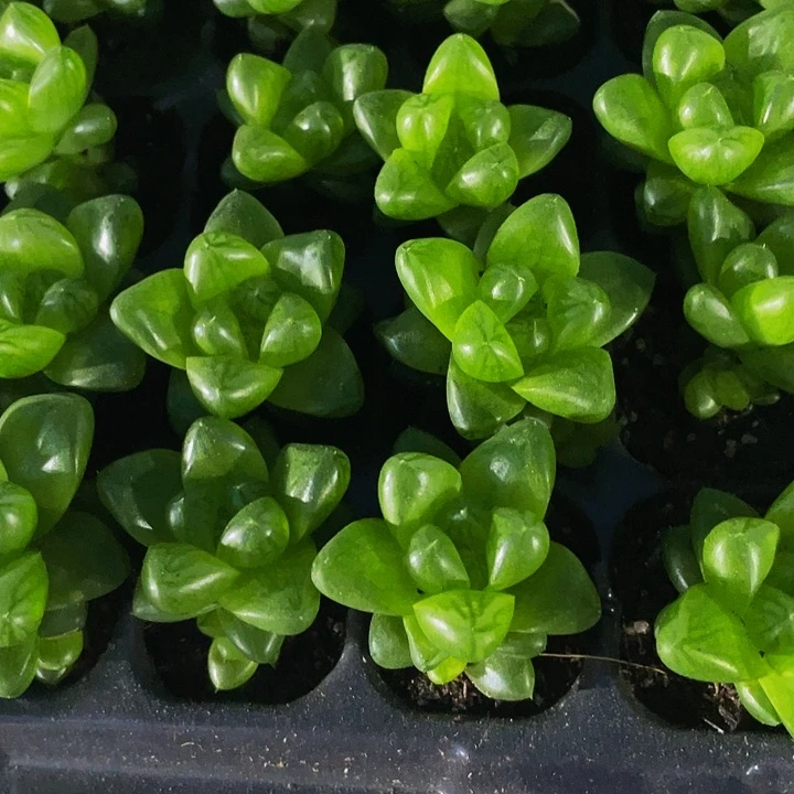 小玉露1元带土发