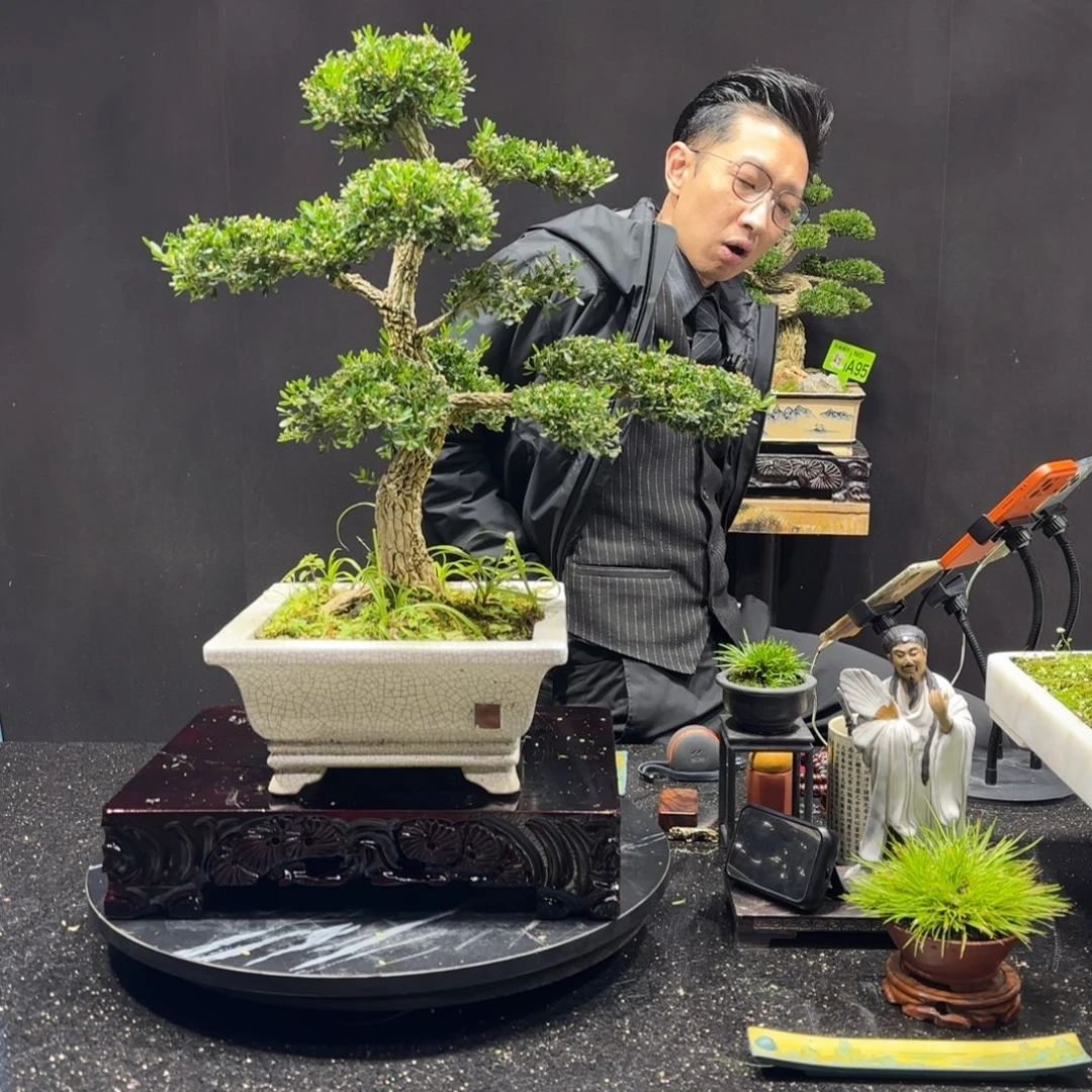 以实际为准黄杨室内室外盆景艺术