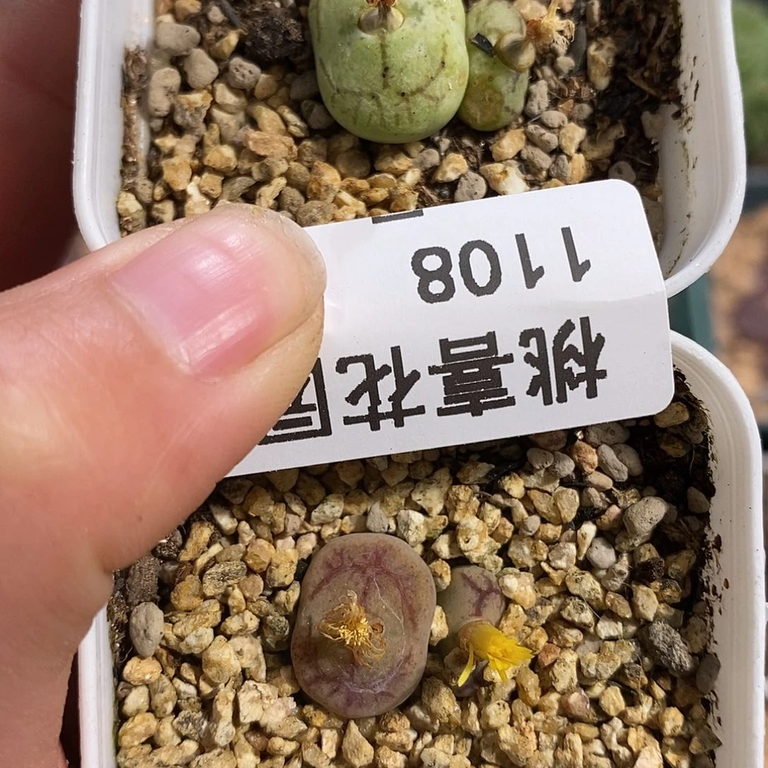 108-14-杂交组合福利。