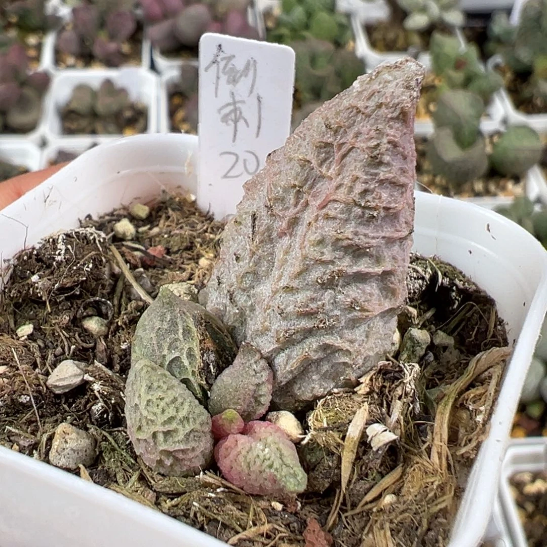 w倒刺有干疤特价多肉植物