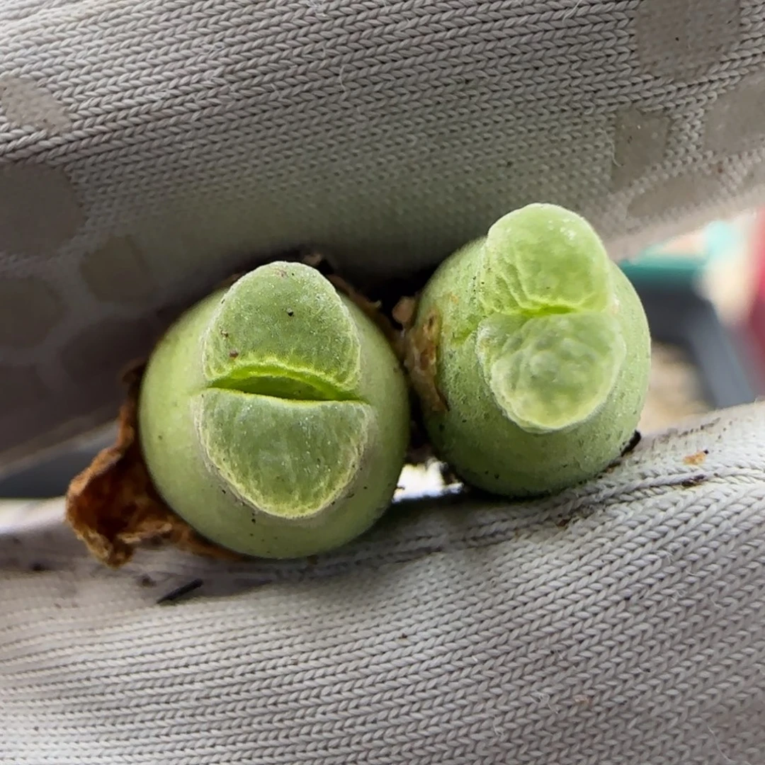 6.4。 捡漏奶瓶 2。9042