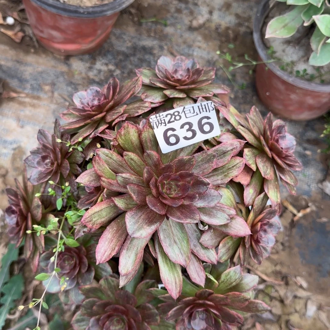红丝绒多肉636满28包邮断枝不包