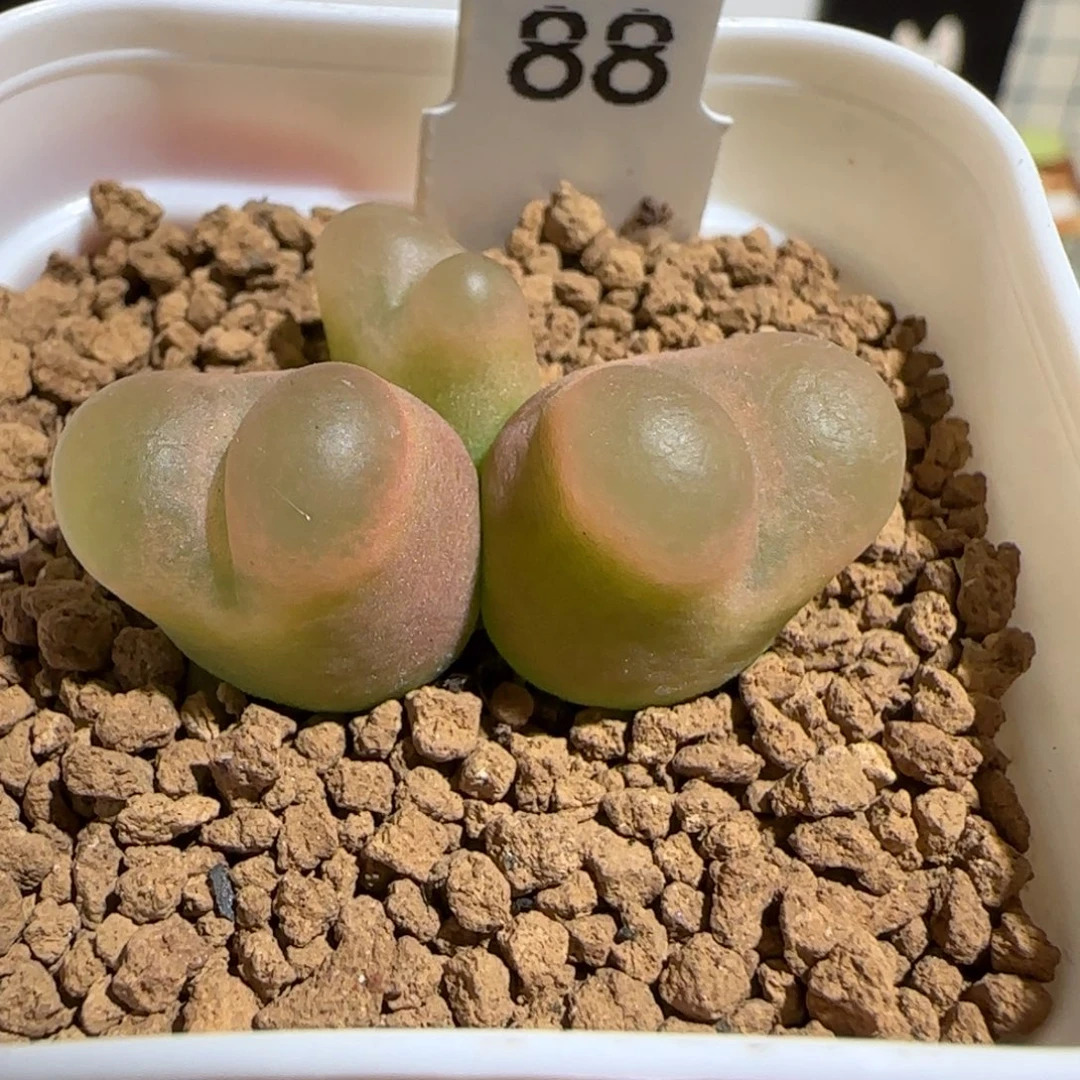 肉锥多肉植物组合-高透顶毛毛1389