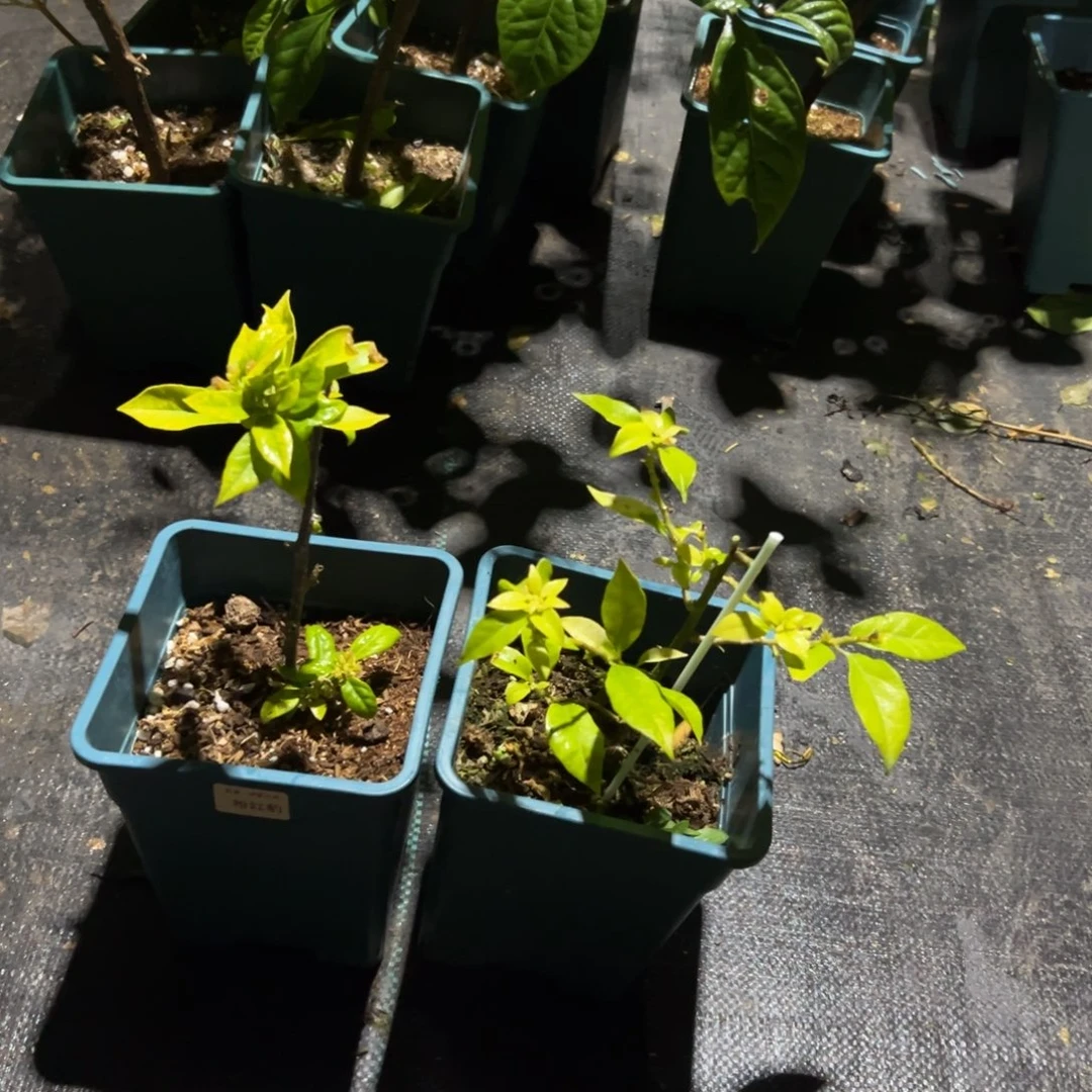 无花朵【粉红豹一棵】随机发货福利款不售后