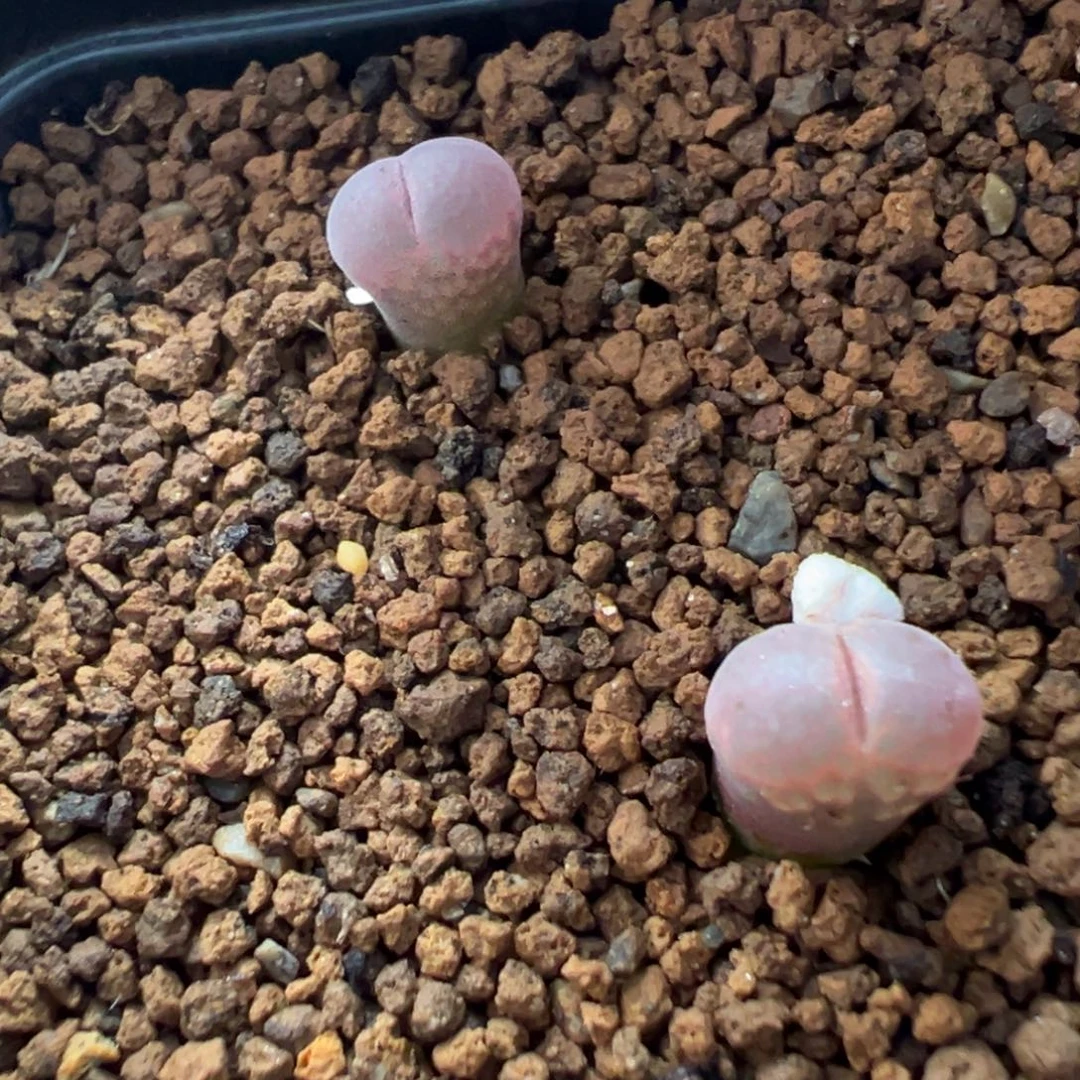 31-41肉锥多肉植物