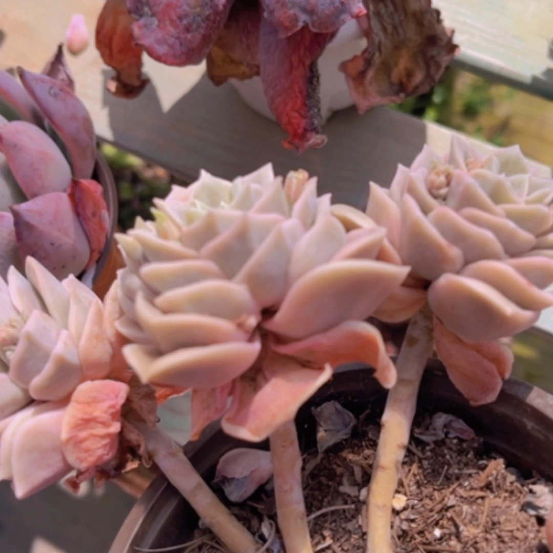 【闪购商品】可爱玫瑰06131