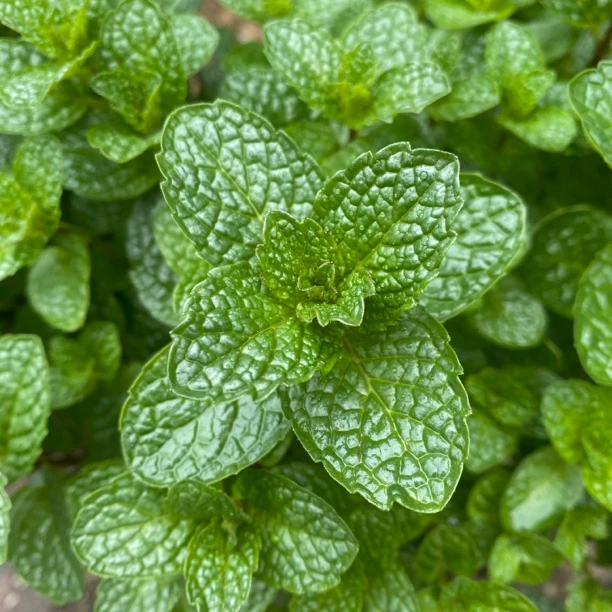 6年老根地栽露天薄荷可食用留兰香