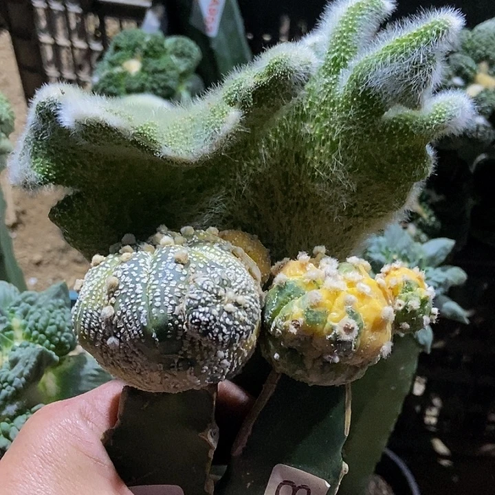 无花朵福利三颗823