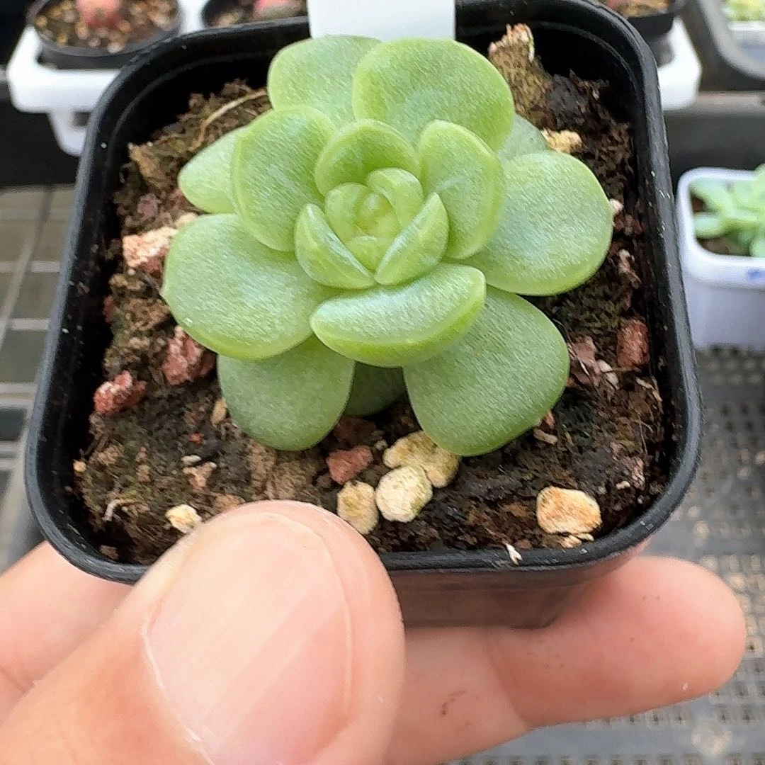 167号甘棠多肉111