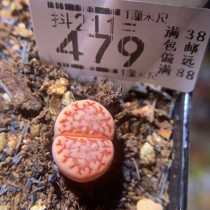 精品生石花211.479