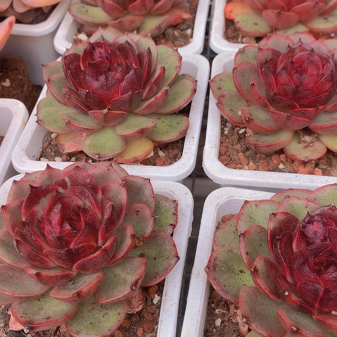 玫瑰雪特4567889999000