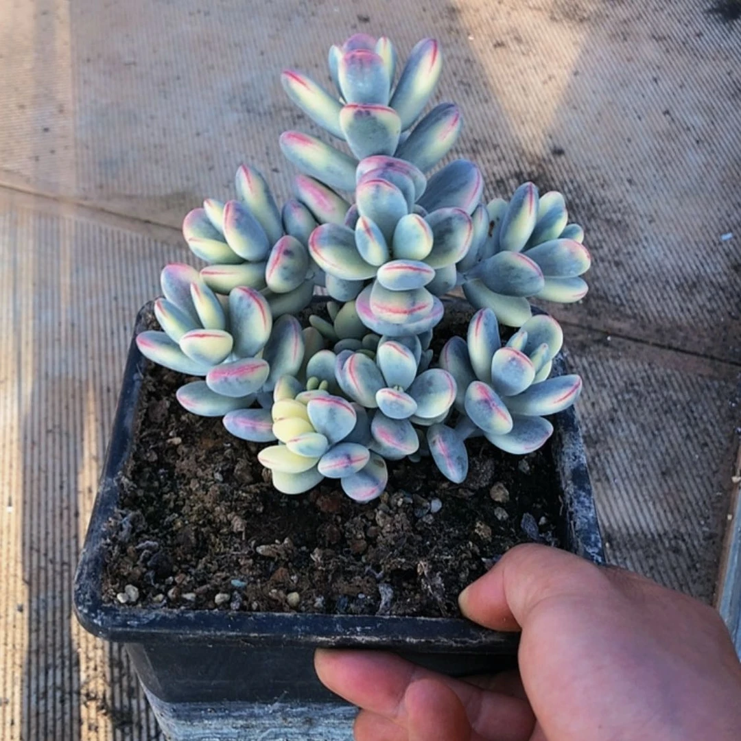 【闪购商品】乒乓福娘锦一物一拍