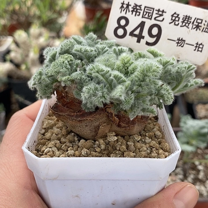 849羽叶2头5.3公分一一带盆一一一一