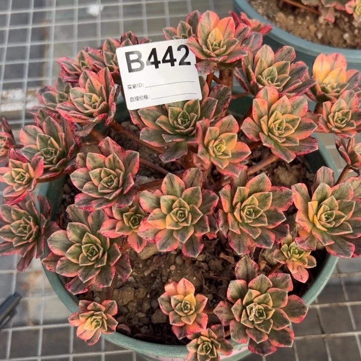 442甜茶20厘米左右