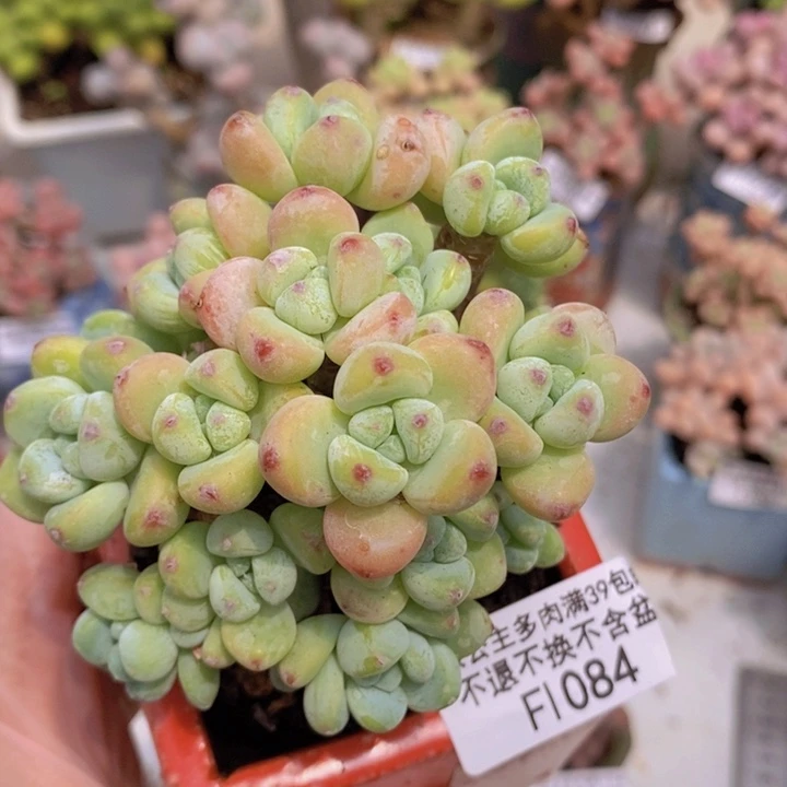 劳尔罗琦8cm1084多肉植物