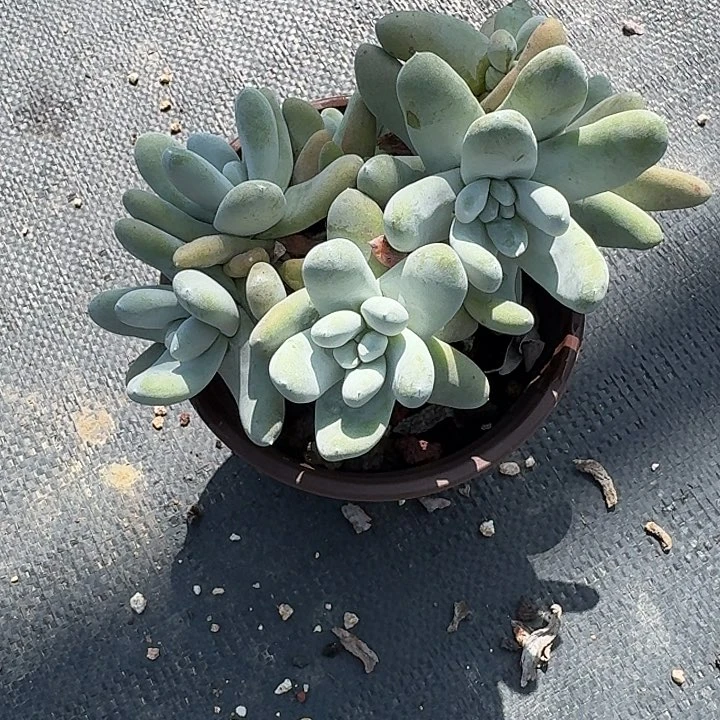 取*拇指仙女杯一物一拍