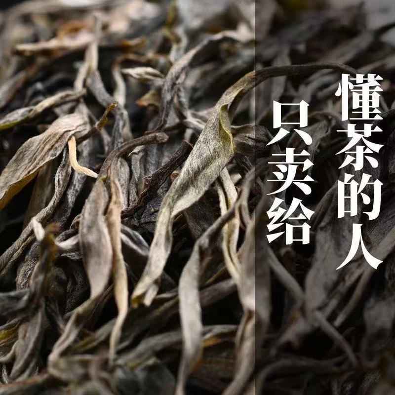 【摸奶宅】2025年云南普洱茶古树挑采头春生茶散茶