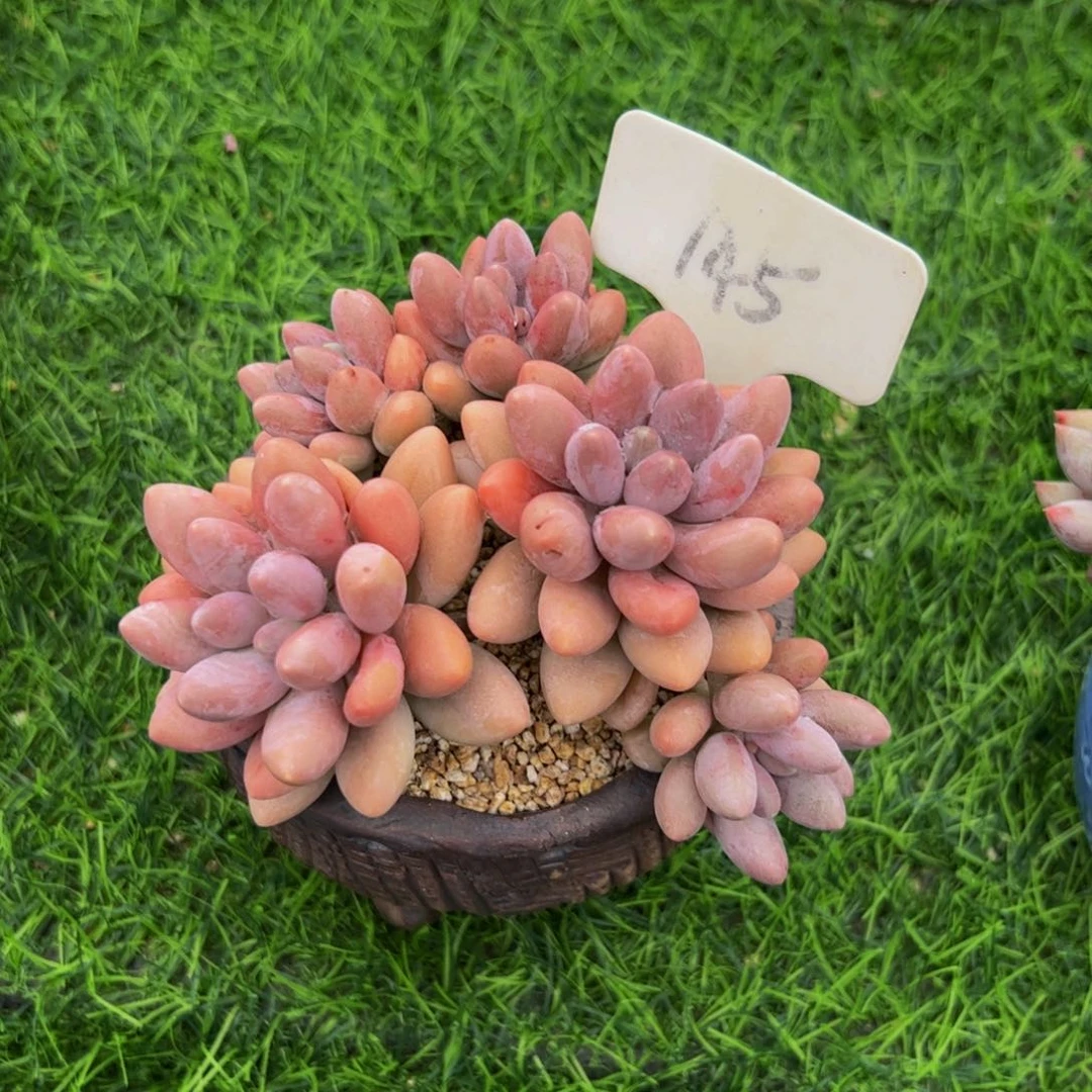 粉色恋人多肉福利