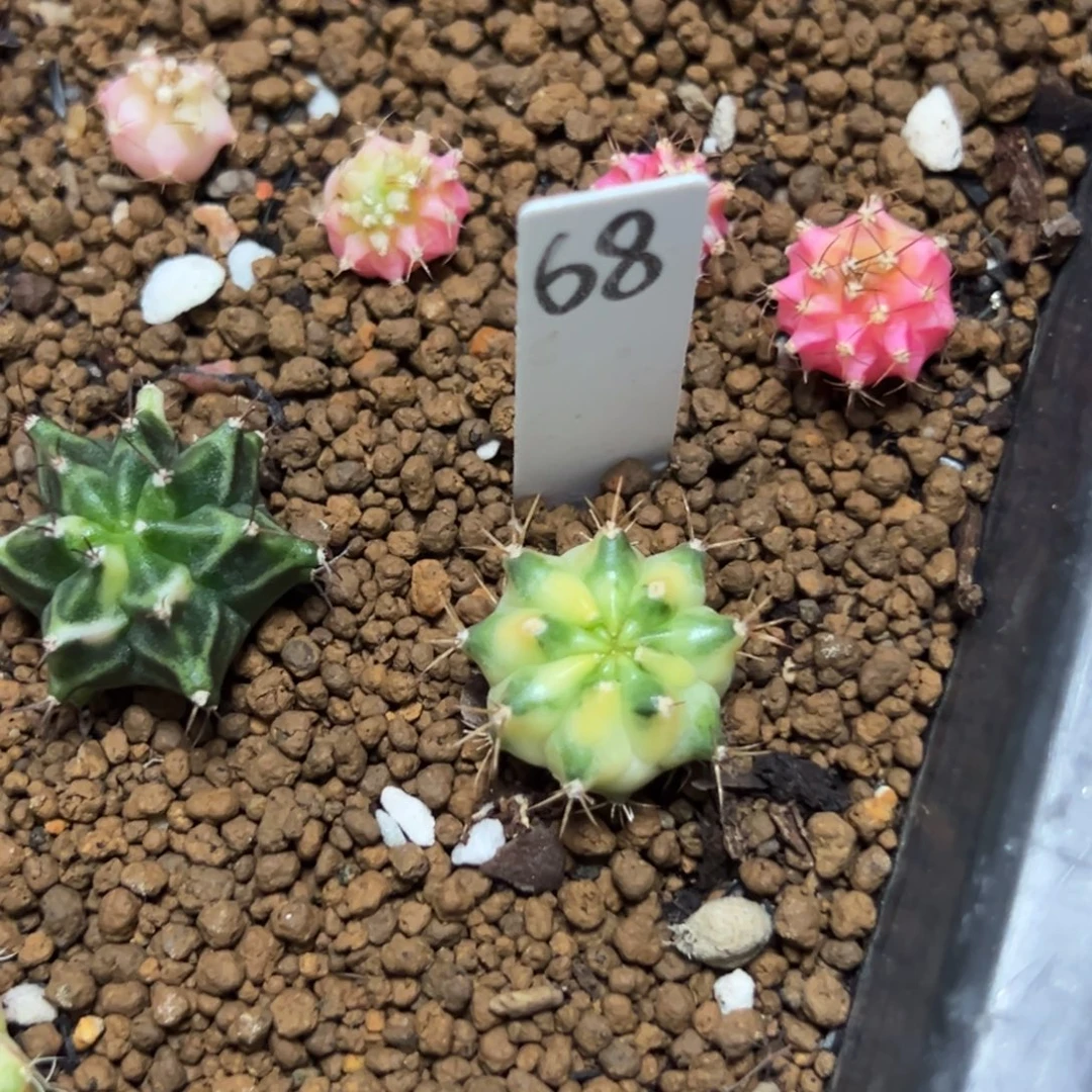 绕月侧芽脱土发货68