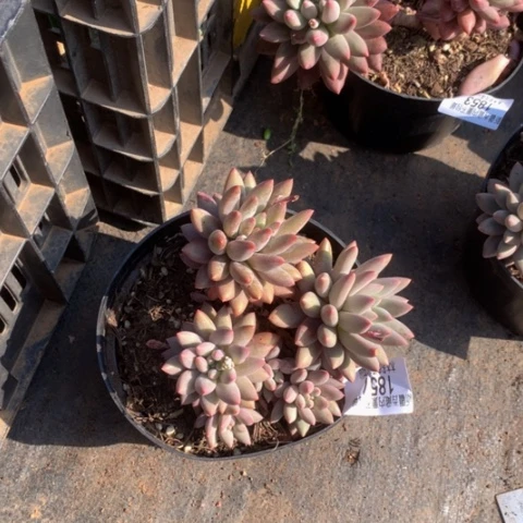 桂*1857红蜻蜓多肉