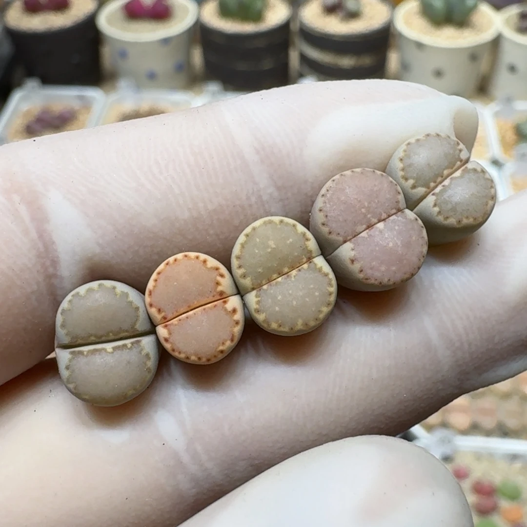 煮**茶0116-43饼干编号162a