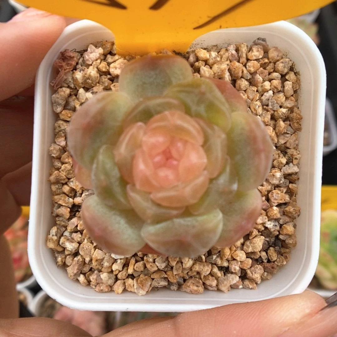 白色恋人可拍517号。